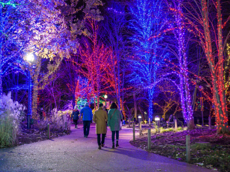 Visitors walk along a path surrounded by colorful illuminated trees during ZooLights at Lincoln Park Zoo
