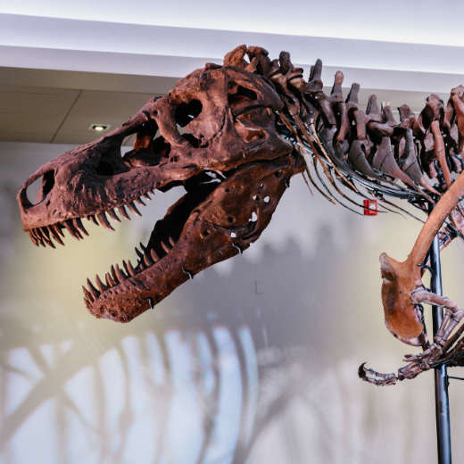 The skull of SUE the T. rex, the largest and most complete Tyrannosaurus rex fossil ever discovered, displayed at the Field Museum