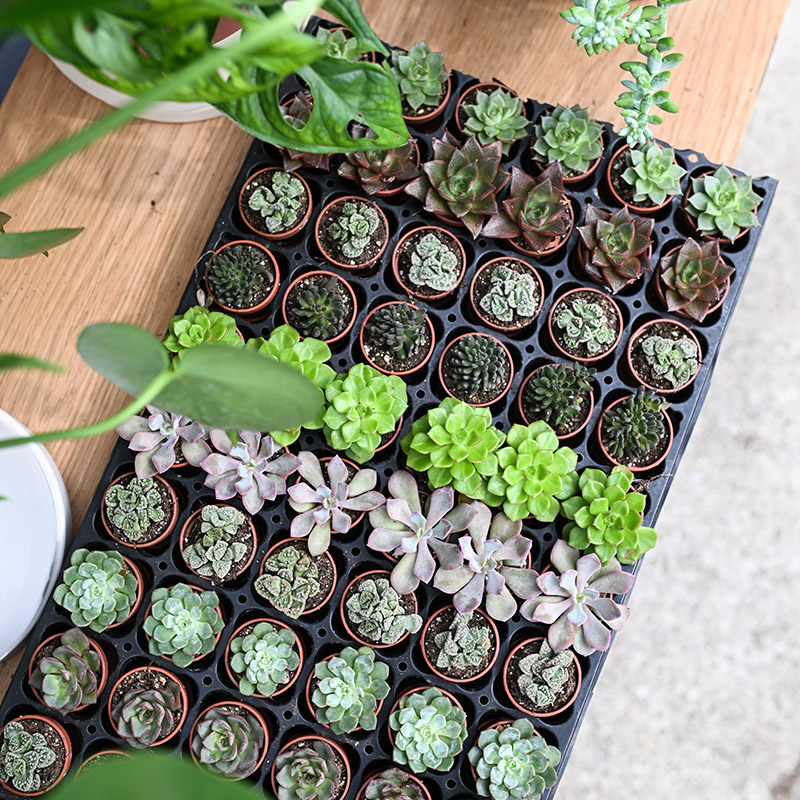 Image of plants from The Plant Gays