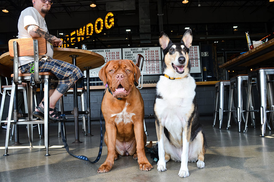 Image of two dogs at BrewDog in Franklinton