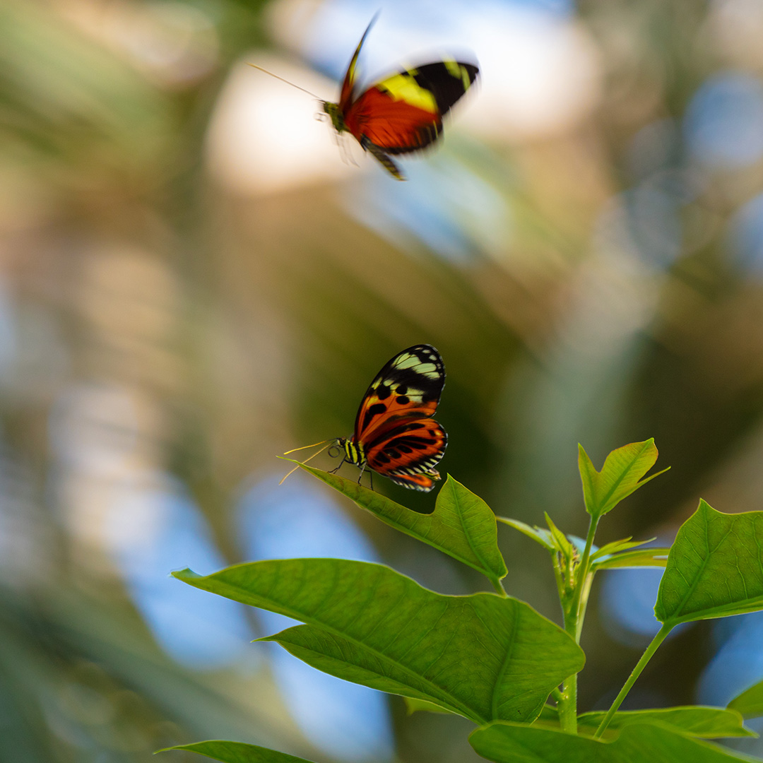 Image of a butterfly at FPC.
