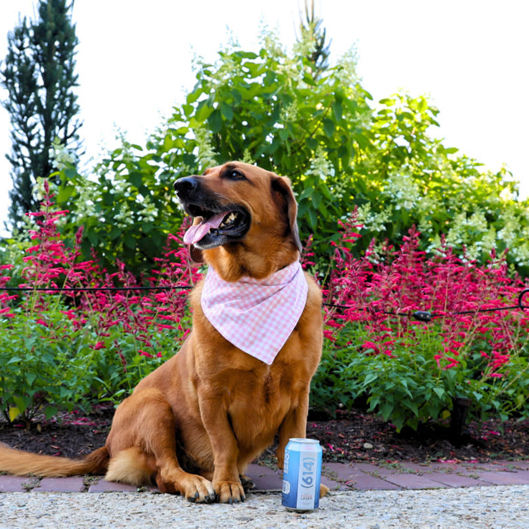 Image of a dog at FPCBG