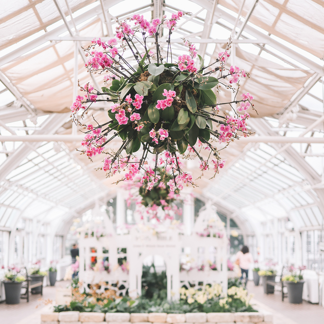 Image of Orchids exhibit at Franklin Park Conservatory and Botanical Gardens.