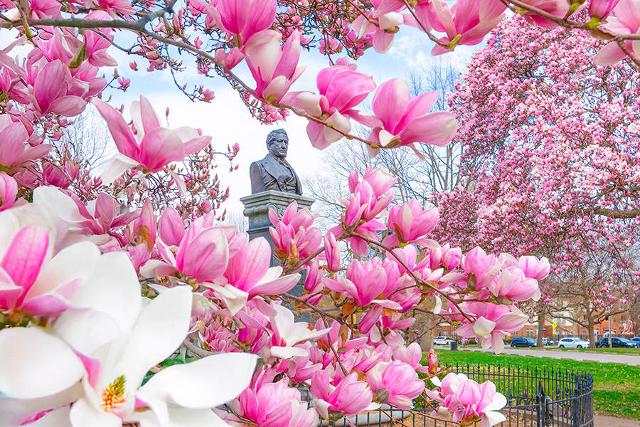 Image of the Whetstone Park of Roses