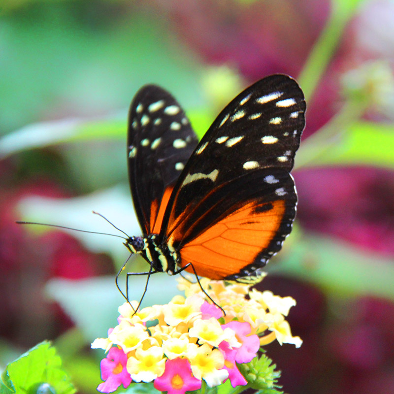 Image of a butterfly.