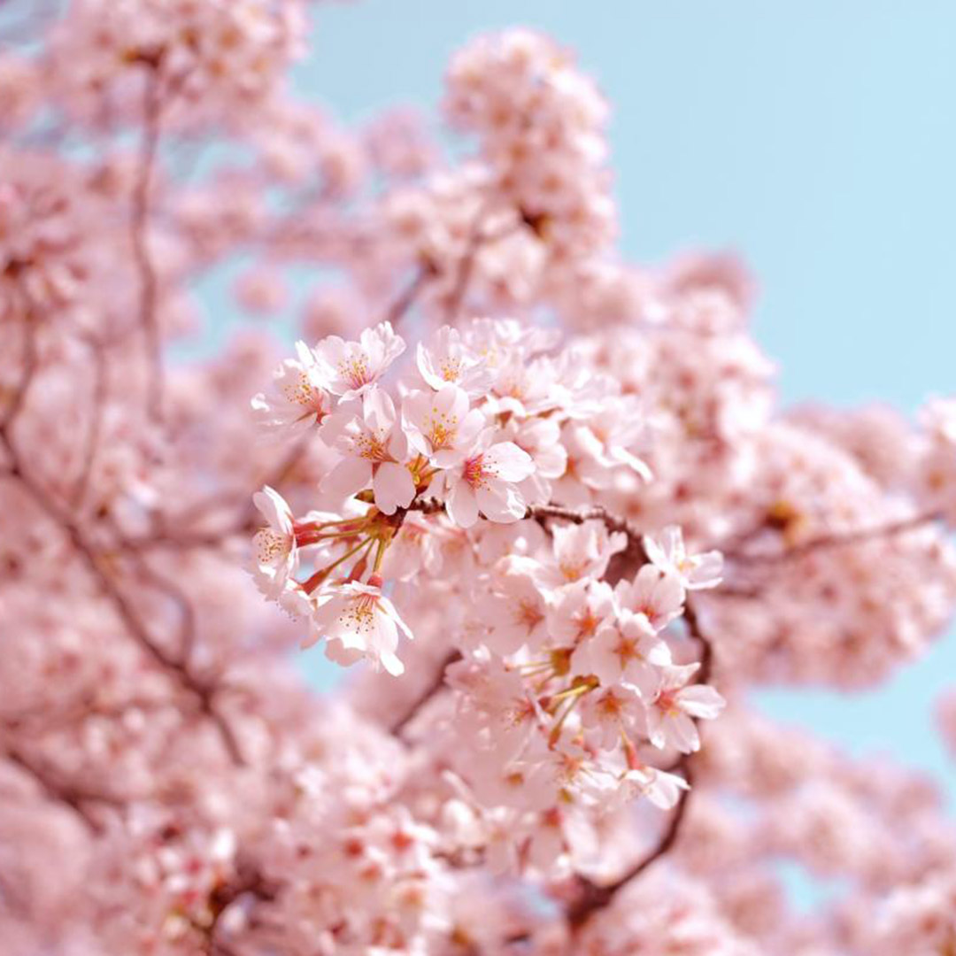 Image of a cherry blossom tree.