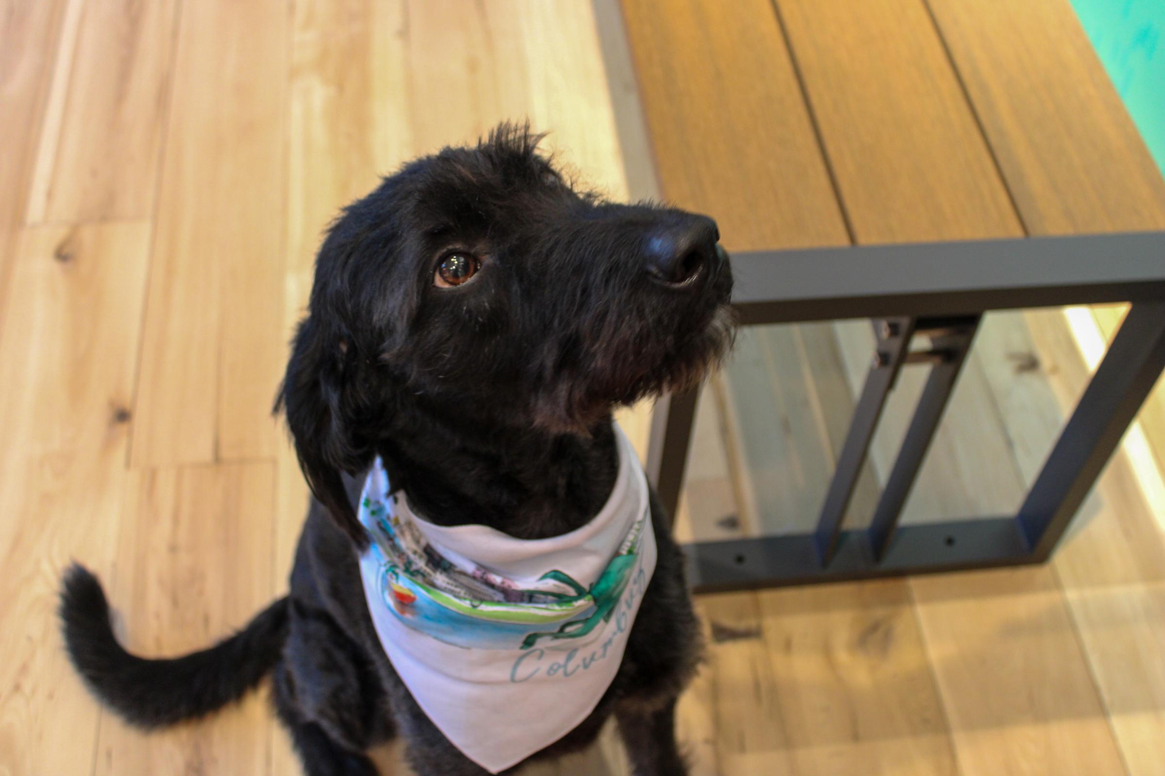 Image of a dog.