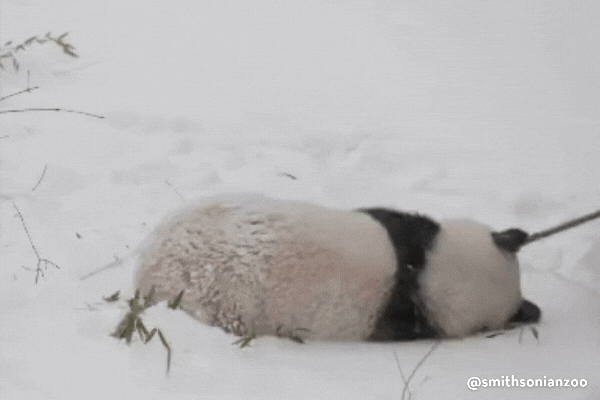 A panda rolls around in the snow and chews on a bamboo shoot.