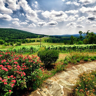 The lush grounds of Hillsborough Winery, Brewery and Vineyards; photo by @mariphotographer09