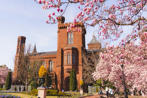 The Smithsonian Castle framed by pink magnolia blossoms in full bloom.