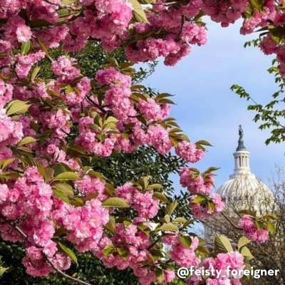 Pink Kwanzan cherry blossoms frame a distant view of the U.S. Capitol dome. (Credit: @feisty_foreigner)