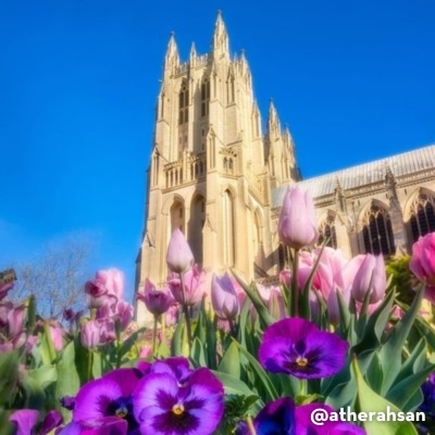 Vibrant tulips and purple pansies bloom in front of the towering Washington National Cathedral. (Credit: @atherahsan)