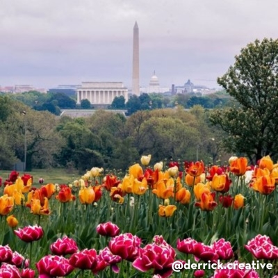 A colorful field of tulips in the foreground with the Washington Monument, Lincoln Memorial and U.S. Capitol in the distance. (Credit: @derrick.creative)