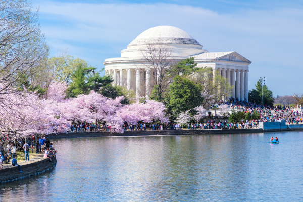 A scenic view of the Jefferson Memorial in Washington, DC, surrounded by blooming cherry blossom trees with a crowd of visitors enjoying the Tidal Basin during the National Cherry Blossom Festival.