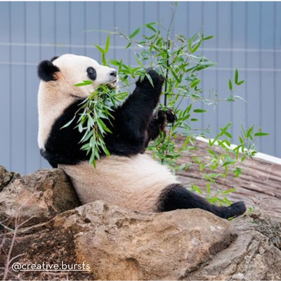 A giant panda sitting on a rocky surface, leisurely eating fresh green bamboo leaves with a relaxed posture.
