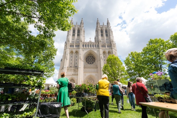 Visitors browse a vibrant outdoor plant sale on a sunny day, set against the magnificent backdrop of a towering, intricately designed Gothic cathedral that rises gracefully into a cloud-dotted sky. The lush greenery of the event and the historical architecture create a serene and culturally rich atmosphere.