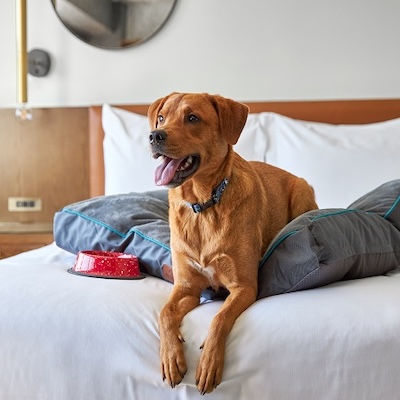 A friendly brown dog lounges on a neatly made hotel bed with a red water bowl nearby at the ARC Hotel in Washington, DC.