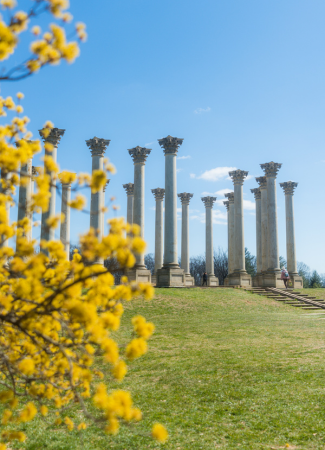 Yellow blossoms frame the Capitol Columns on a sunny day at the National Arboretum in Washington, DC.