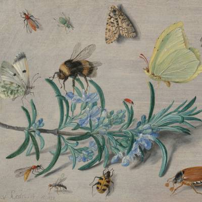 A still life painting of bees, butterflies, and other insects gathered around a sprig of blue wildflowers at the National Gallery of Art.