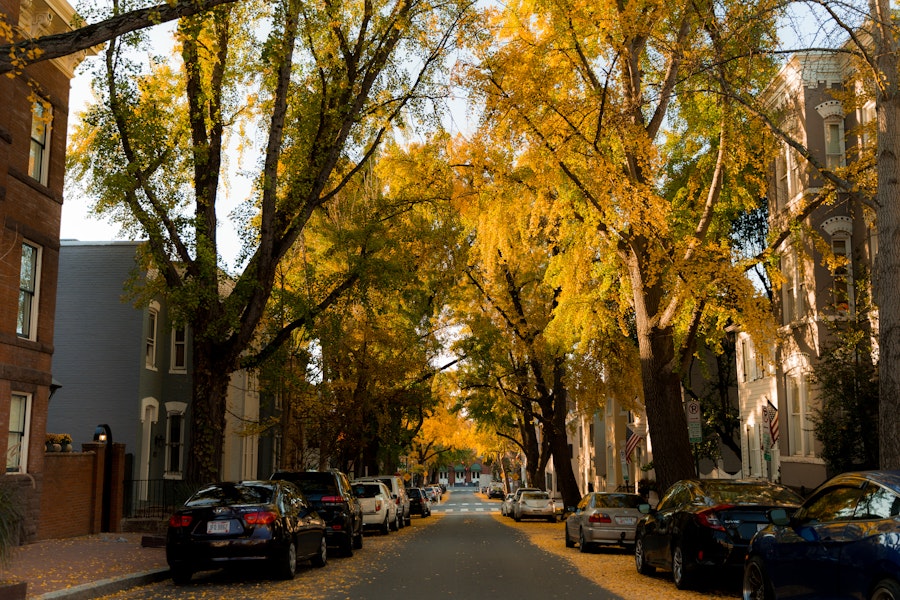 Cars line a Georgetown street framed by tall trees with golden fall leaves.