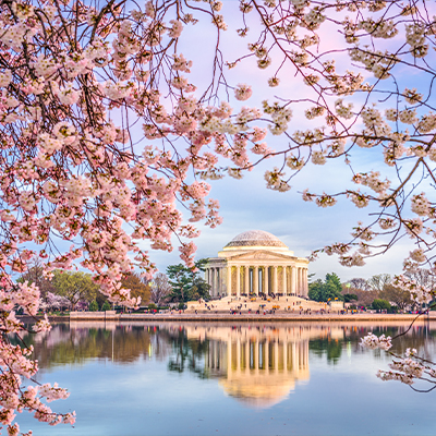 Cherry blossoms frame a pastel sunrise view of the Jefferson Memorial reflected in the Tidal Basin in Washington, DC.