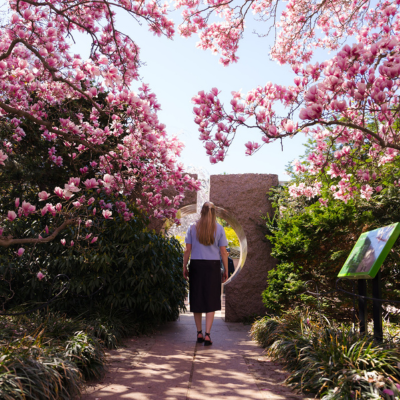 A visitor walks through a circular stone arch surrounded by blooming pink magnolia trees in a garden in Washington, DC.