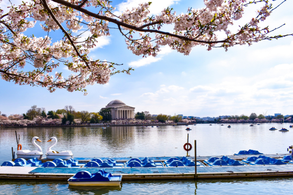 Swan paddle boats line the Tidal Basin beneath blooming cherry blossom branches with the Jefferson Memorial reflected on the water in Washington, DC.