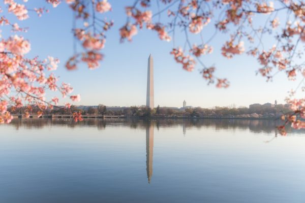 Washington Monument rising beyond blooming cherry blossom trees along the Tidal Basin, with pink blossoms framing the view and water in the foreground.