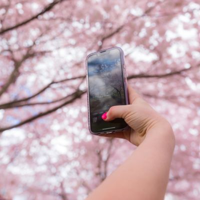 Hand holding a smartphone to take a photo of pink cherry blossoms blooming on tree branches overhead.