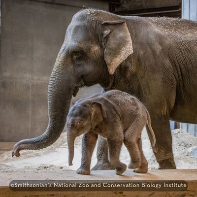 Adult elephant walking alongside a young elephant calf at the Smithsonian’s National Zoo and Conservation Biology Institute.