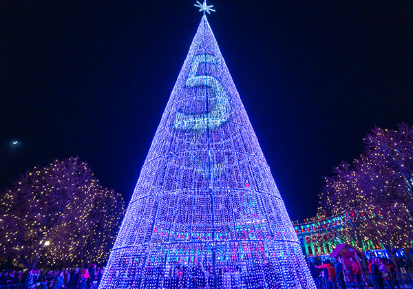 Mile High Tree