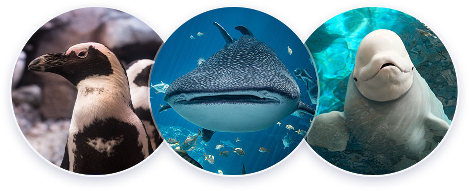 Animals at Georgia Aquarium
