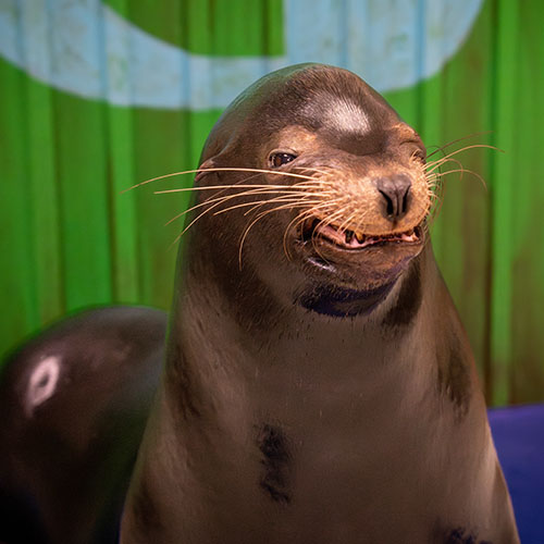 Animal Image
