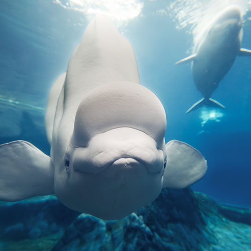 Animal Image