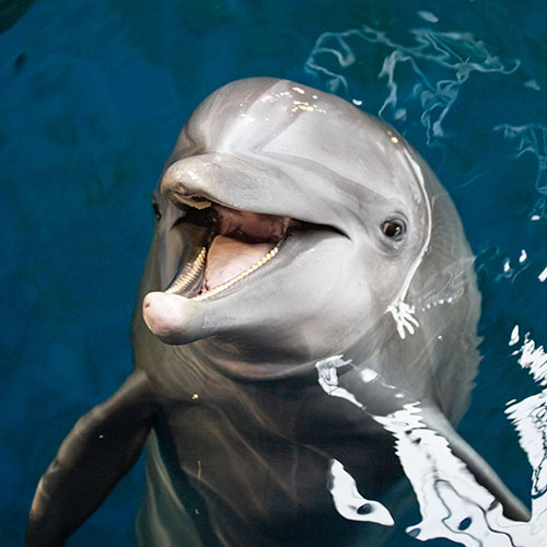 Animal Image
