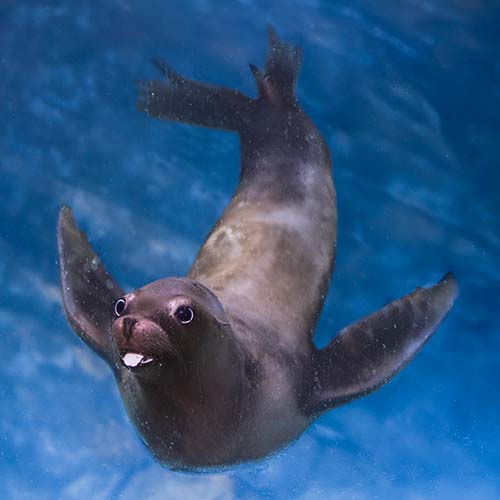 Animal Image