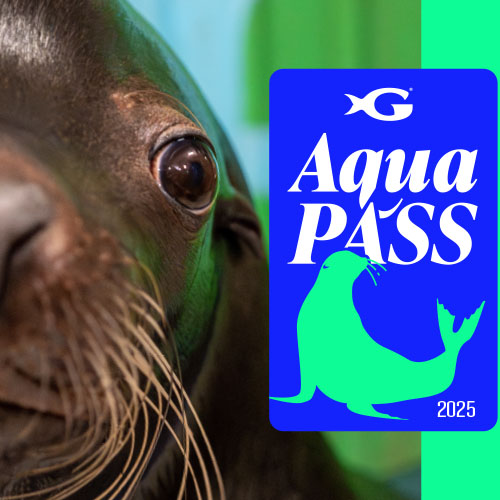 Aqua Pass