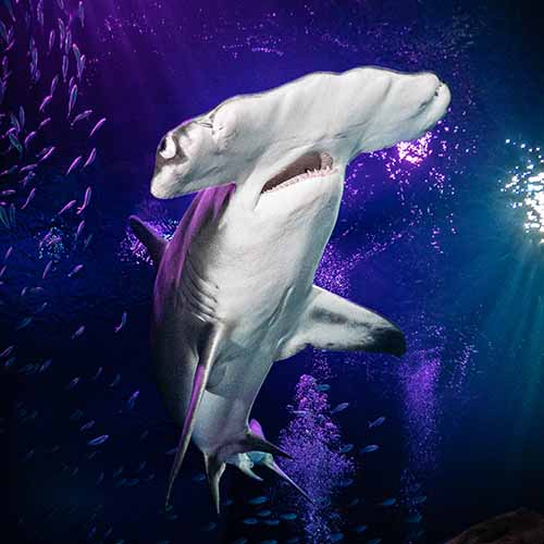Animal Image