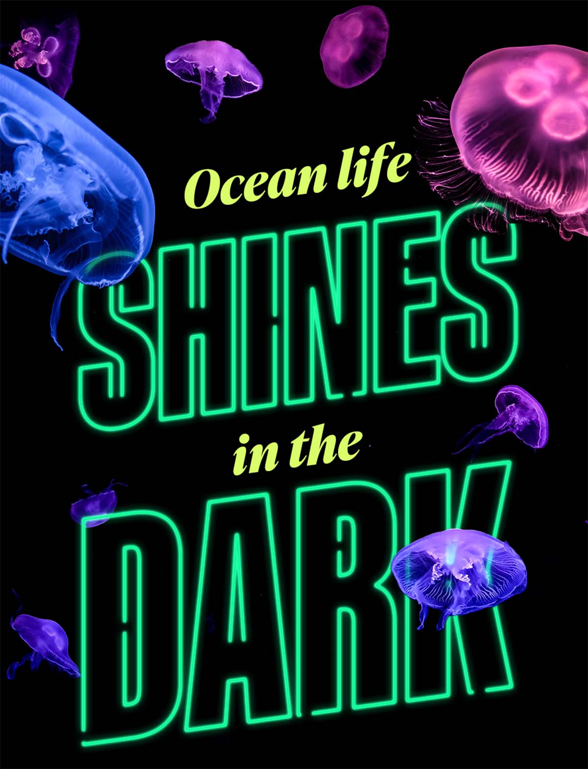 Ocean Life Shines in the Dark