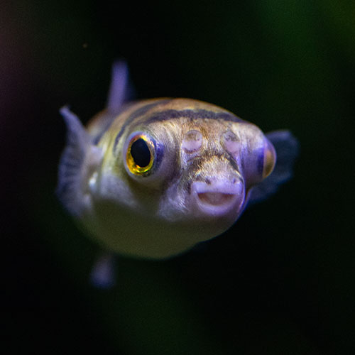 Animal Image