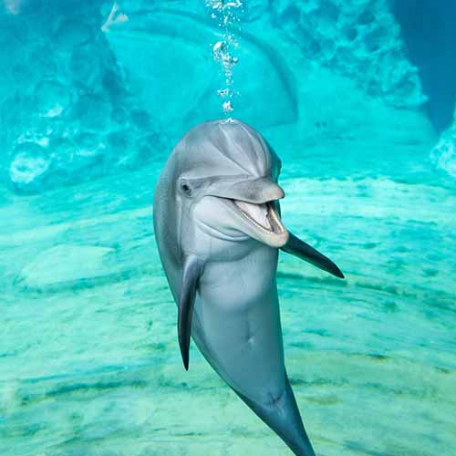 Animal Image