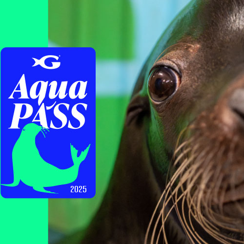 Aqua Pass