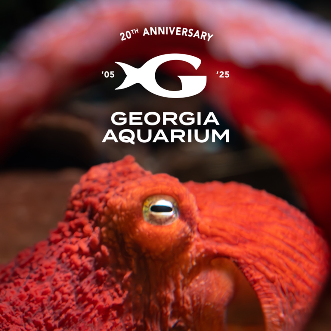 Georgia Aquarium