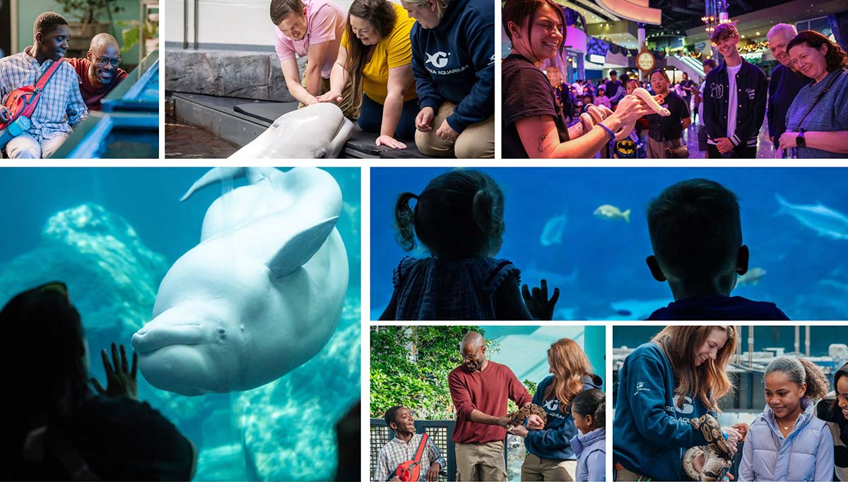 Collage of various guests experiencing Georgia Aquarium's galleries