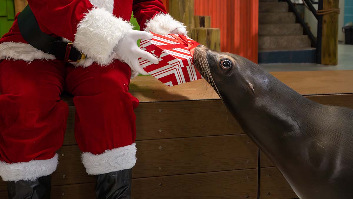 Santa hands a wrapped gift to a sea lion at Georgia Aquarium.