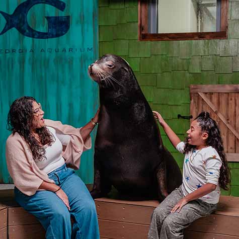An adult and child sit with a Harbor Seal during an encounter. 