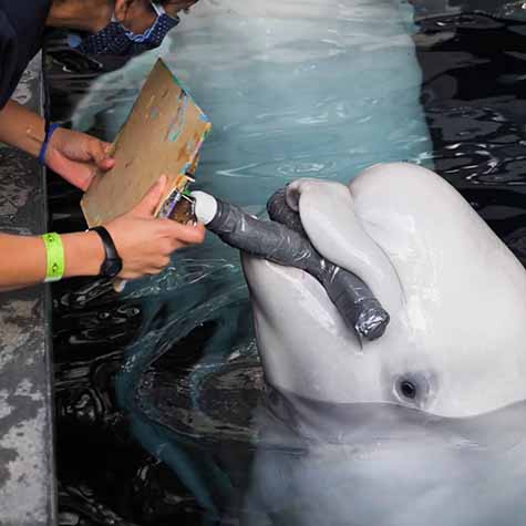A Beluga Whale uses a tool to paint with its mouth. 