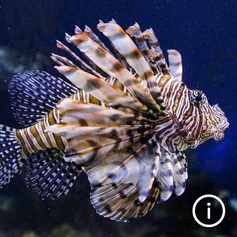 Red Lionfish, click to learn more about them.
