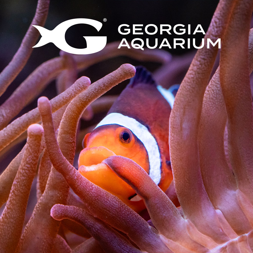 Georgia Aquarium