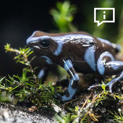 Animal Image